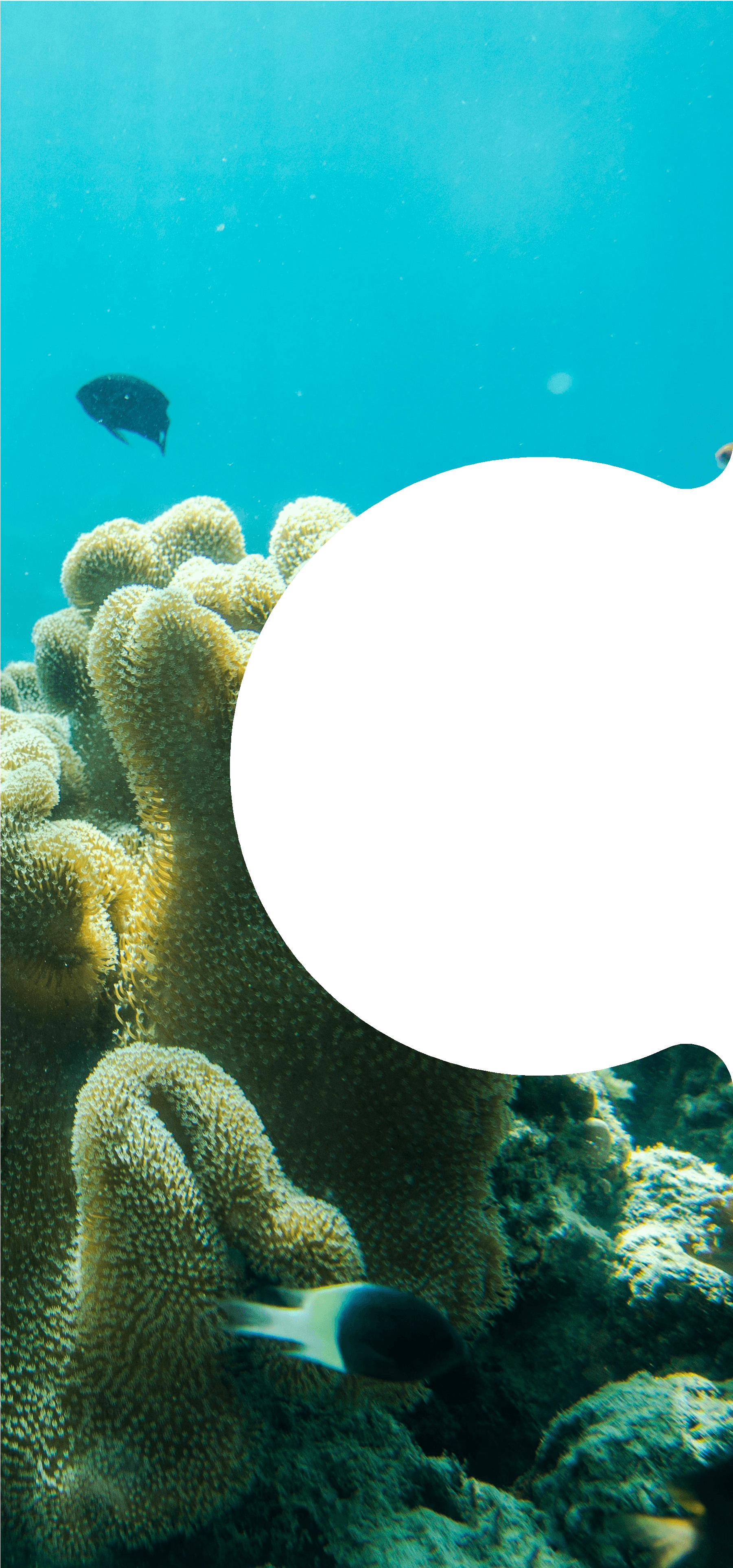 Shimoni-Vanga Seascape